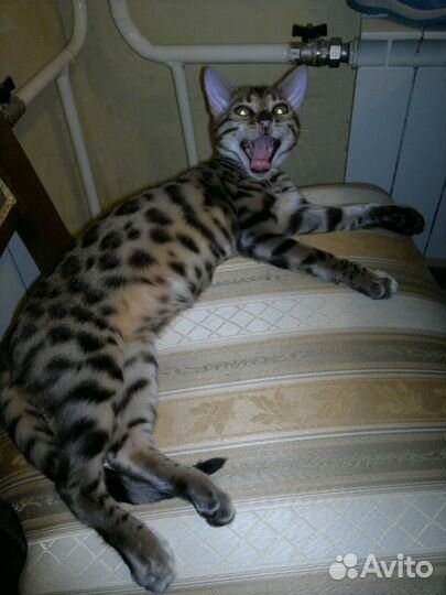 Бенгальские котята