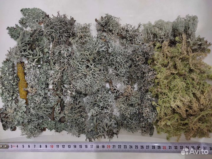 Лишайники/мох микс