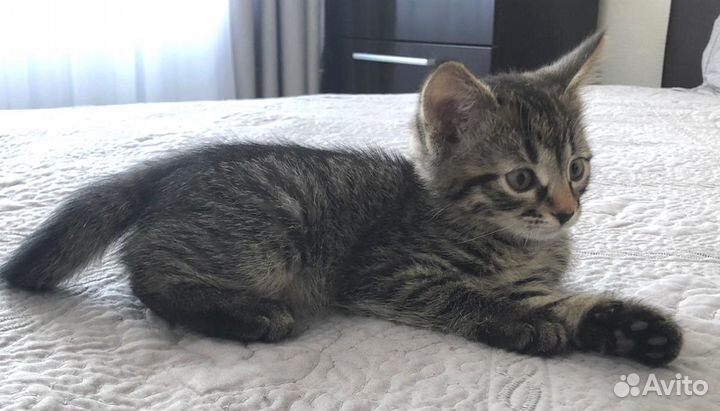 Маленьки полосатый Мальчик Тимошка-1,5 мес. в дар