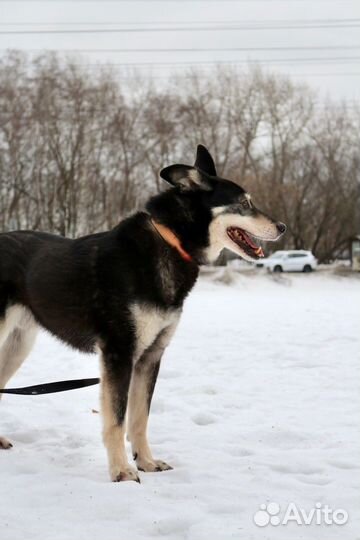 Собака очень ждет свою семью