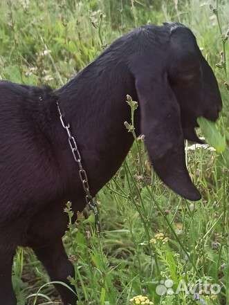 Козел, козы камори