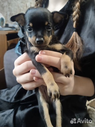 Щенки русского той терьера