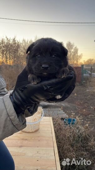 Отдам в добрые руки