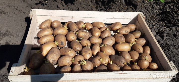 Картофель семенной