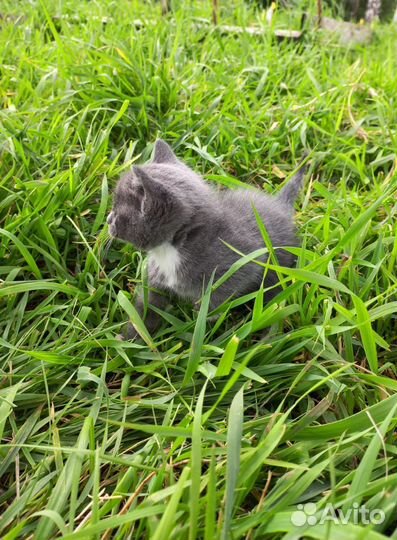 Котята