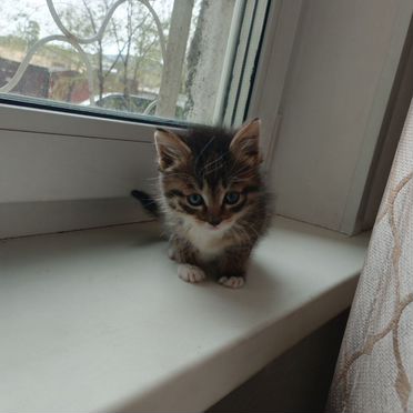 Уральский рекс котёнок