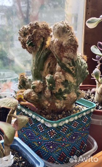 Кактус вариегатный