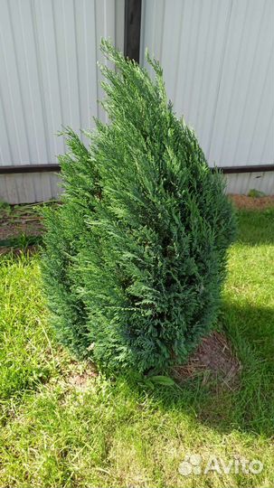 Кипарисовик лавсона