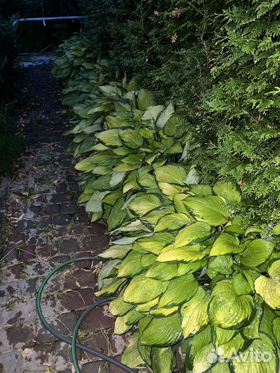 Хоста растение большой куст