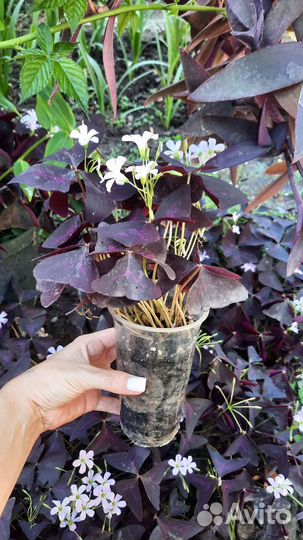 Кислица оксалис фиолетовая крупные кустики