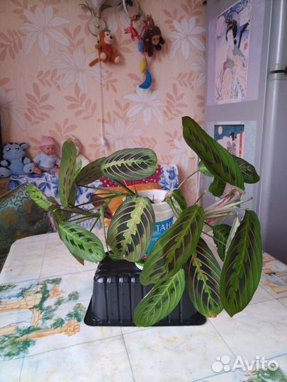 Маранта триколор