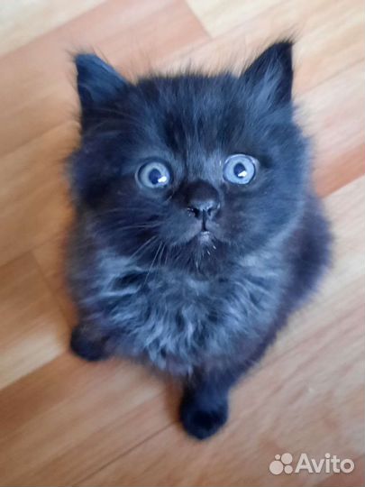 Котенок