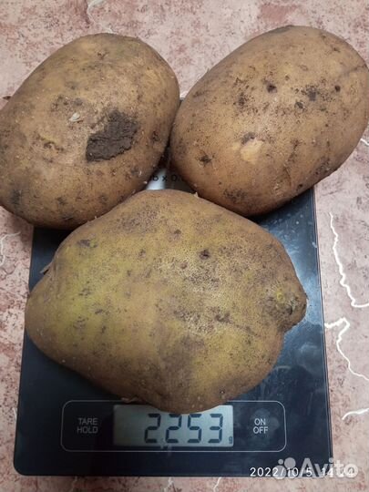 Картофель семенной 