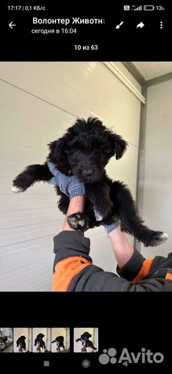 Щенки от маленькой собачки бесплатно