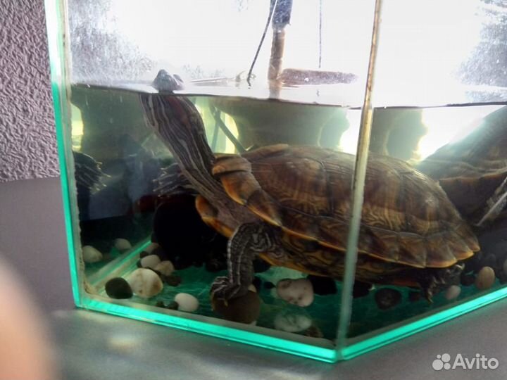 Черепашки красноухие