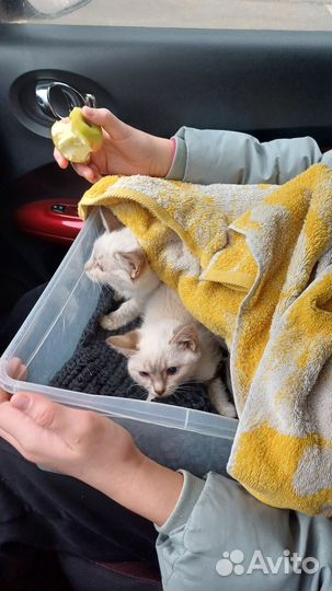 Котята в добрые руки