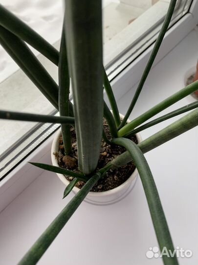 Сансевьерия цилиндрика