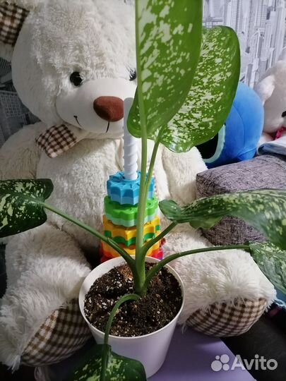 Диффенбахия