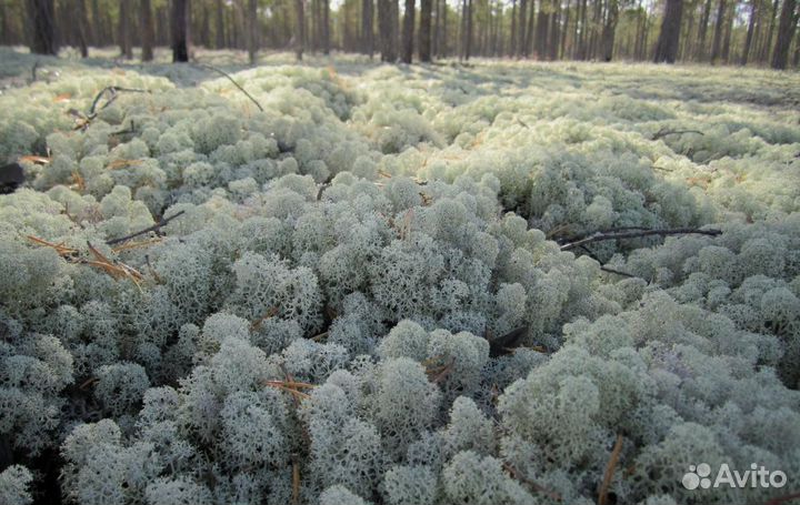 Мох Ягель живой