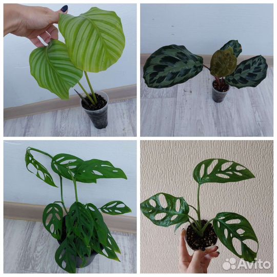 Калатея, аглаонема, ктенанта и др