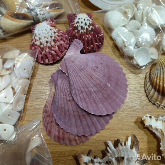 Набор разных ракушек