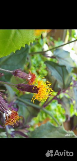 Гинура оранжевая