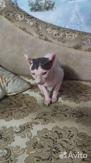 Продаются котята