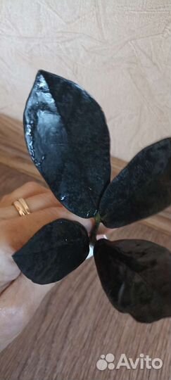 Комнатные растения, цветы