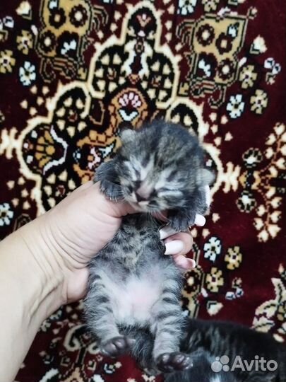 Британские котята