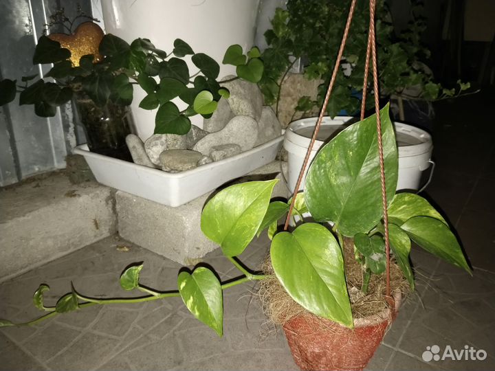 Сциндапсус молодой и сциндапсус на опоре