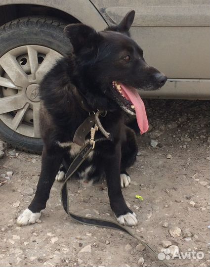 Собака в добрые руки