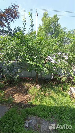 Саженцы слива