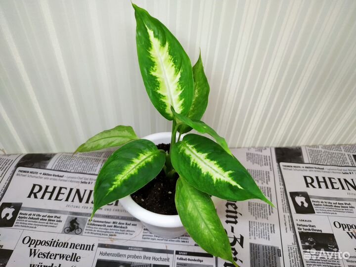 Диффенбахия Камилла