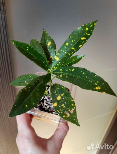 Кодениум, Сингониум