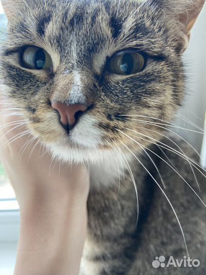 Кошка в дар