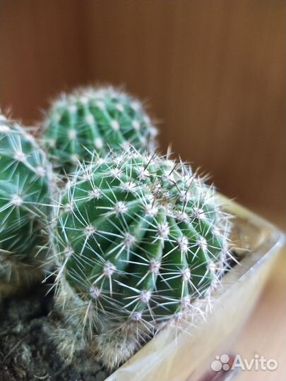 Горшок с кактусами 10р