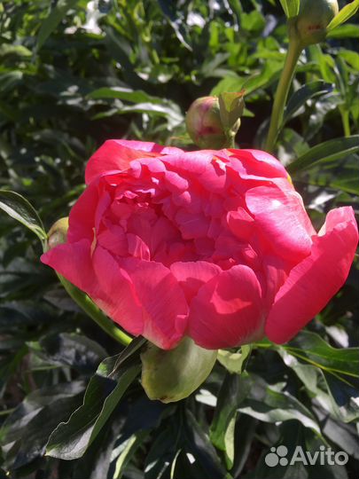 Пион Корал Шарм