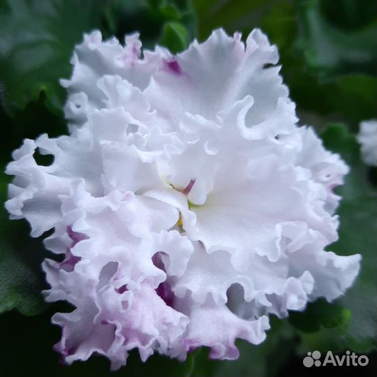 Детки сортовых фиалок