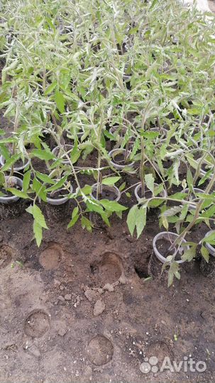 Рассада помидоры перец