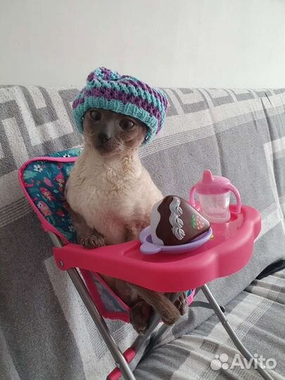 Ветврач, стерилизация котов и кошек