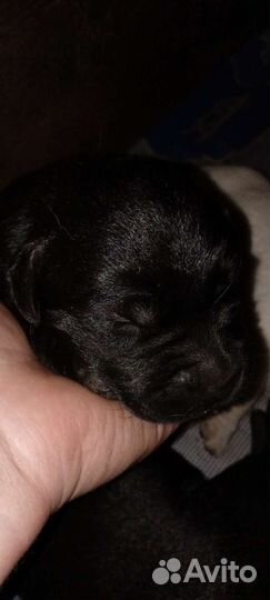 Щенки лабрадора