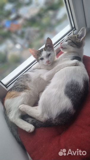 Кошка в дар бесплатно