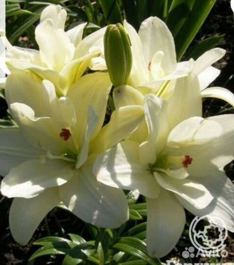 Садовые кустарники и цветы