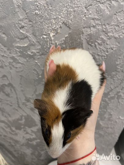 Морские свинки девочки