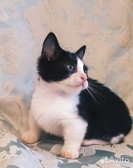 Котята манчкин, девочка стандарт