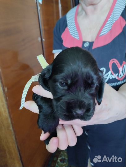 Щенки английского кокер спаниеля