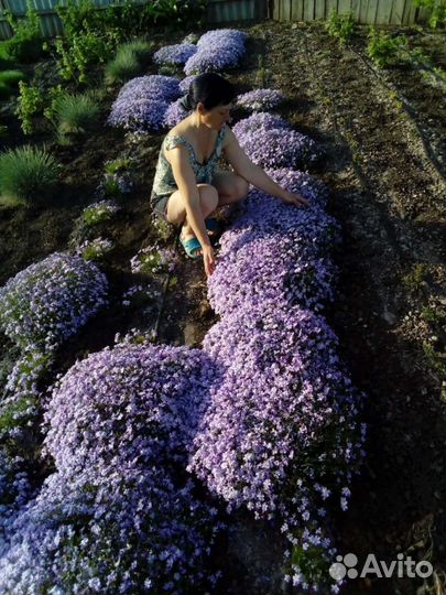 Садовые цветы