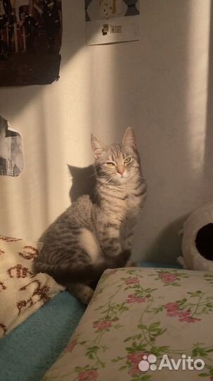 Бесплатно в добрые руки