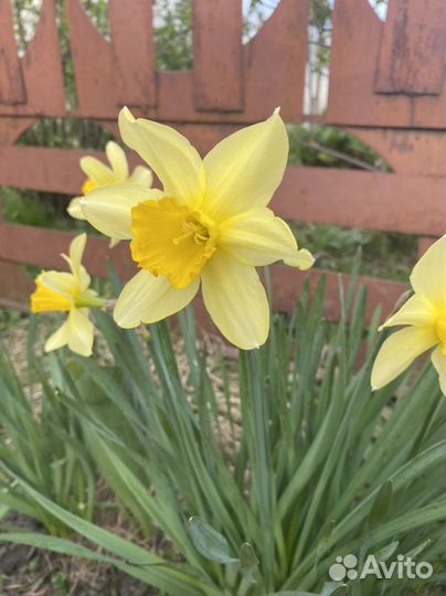 Луковица нарцисса