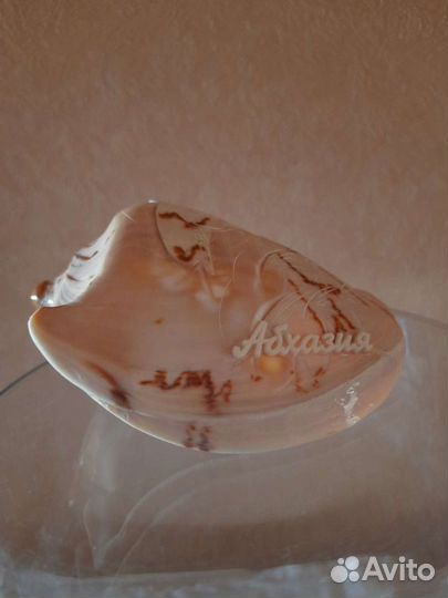 Сувенир ракушка